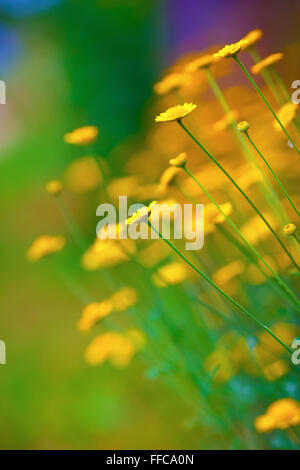 Leuchtend gelbe Frühlingsblumen. Weichzeichner-Effekt. Vertikale erschossen. Geringe Schärfentiefe. Selektiven Fokus. Stockfoto