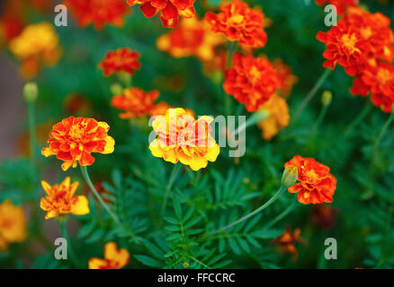 Leuchtend gelb orange und rote Ringelblumen im Garten. Geringe Schärfentiefe. Selektiven Fokus. Stockfoto