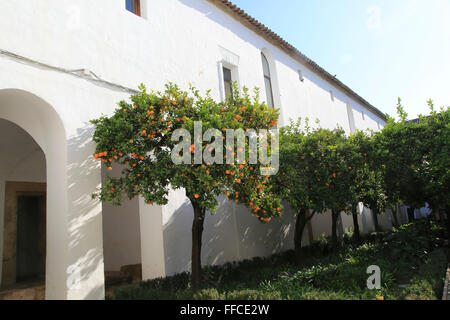 Orange Bäume in Gärten des Alcázar de los Reyes Cristianos, Alcazar, Cordoba, Spanien Stockfoto