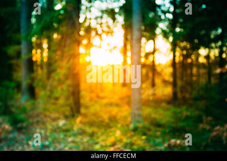 Abstrakte Herbst Sommer Naturwald unscharfen Hintergrund. Bokeh, Boke Wald mit Sonnenlicht grünen und gelben Farben der Natur. Stockfoto