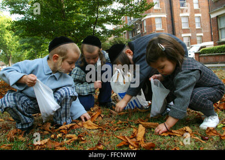 In einem gemeinsamen Garten von Stamford Hill Block von Wohnungen 3 orthodoxe jüdische Jungen und eine orthodoxe jüdische Mädchen sammeln Conkers aus dem Boden und legte sie in Plastiktüten. Stockfoto