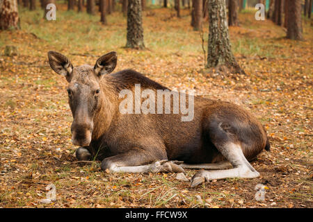 Wilde weibliche Elche im Wald zu reservieren, Belarus. Elch am Boden sitzen. Stockfoto