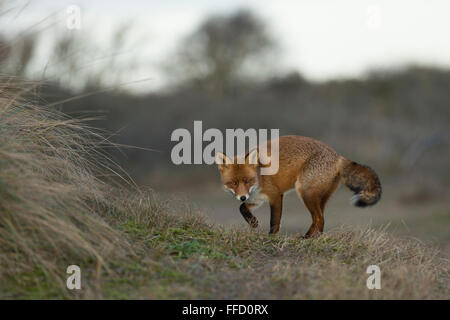 Rotfuchs / Rotfuchs (Vulpes Vulpes) in Winterfell dreht sich auf einer kleinen Anhöhe in weiten, offenen Grasland, Jagd. Stockfoto