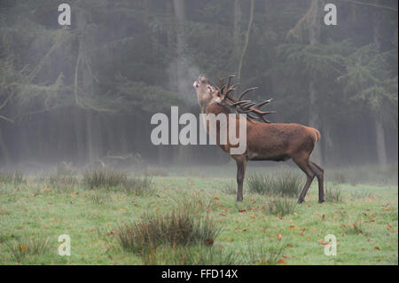 Rothirsch / Rothirsch (Cervus Elaphus), Hirsch, brüllend vor einem Waldrand an einem nebligen Morgen, schnaufend den Atem. Stockfoto