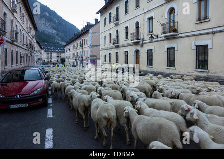 Eine Herde von Schafen auf den Straßen von Canfranc. Pyrenäen. Huesca. Spanien Stockfoto