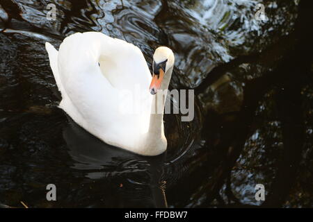 Ein Schwan auf dem Basingstoke Kanal in der Nähe von Brookwood Surrey. Stockfoto