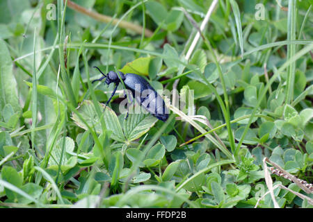 Käfer schwarz Mutter (Meloe proscarabaeus) schädliche Bienenvölker. Stockfoto