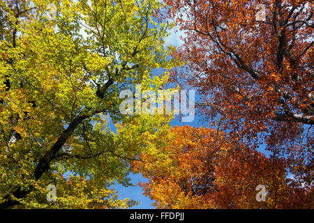 Bäume in herbstlichen Farben. Pyrenäen. Spanien Stockfoto