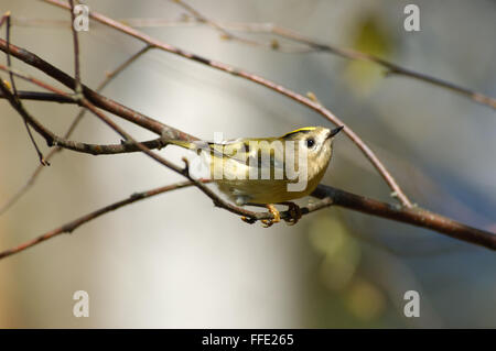 Sitzstangen Wintergoldhähnchen (Regulus Regulus) im Frühjahr. Moscow Region, Russland Stockfoto
