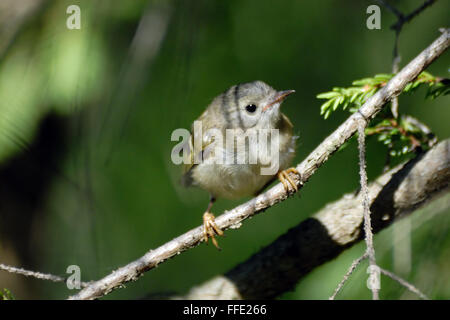 Goldcrest Babyvogel (Regulus Regulus) im firry Wald. Moscow Region, Russland Stockfoto