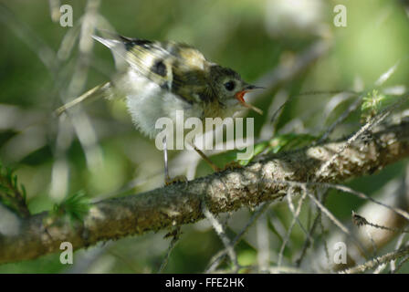 Weinend Goldcrest Babyvogel (Regulus Regulus) im firry Wald. Moscow Region, Russland Stockfoto