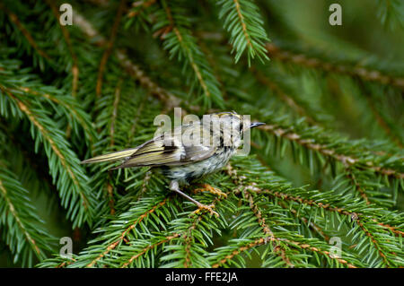 Mauser Wintergoldhähnchen (Regulus Regulus) im firry Wald, Moscow Region, Russland Stockfoto