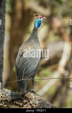 Behelmte Perlhühner Specie Numida Meleagris Familie des Helmperlhuhns Stockfoto
