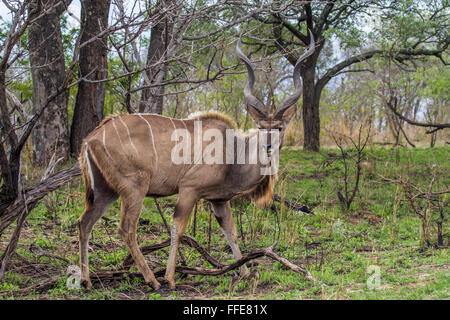 Große Kudu Specie Tragelaphus Strepsiceros Familie der Horntiere Stockfoto