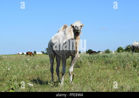 Kamel auf einer Weide. Tiere auf privaten Hof. Stockfoto