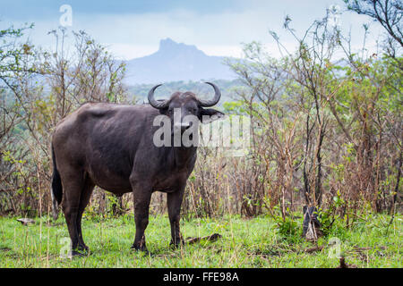 Afrikanische Wilde Büffel Specie Syncerus Caffer Familie der Horntiere Stockfoto