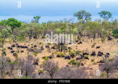 Afrikanische Wilde Büffel Specie Syncerus Caffer Familie der Horntiere Stockfoto