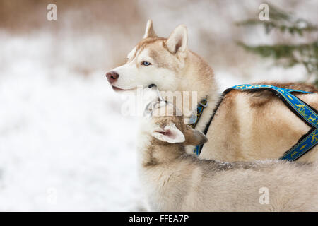 Erwachsenen Husky und Welpen im Winterwald Stockfoto