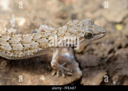 Kotschy der Gecko - Mediodactylus Kotschyi kleines Mittelmeer Reptil Stockfoto