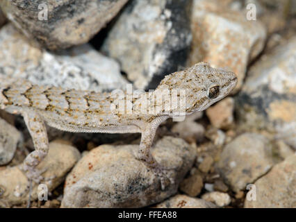 Kotschy der Gecko - Mediodactylus Kotschyi kleines Mittelmeer Reptil Stockfoto
