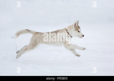 Laufen in den Schnee husky Welpen im Wald Stockfoto