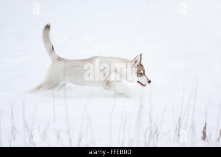 Laufen in den Schnee husky Welpen im Wald Stockfoto