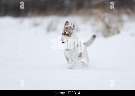 Laufen in den Schnee husky Welpen im Wald Stockfoto