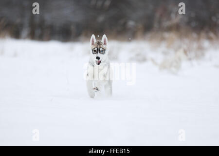 Laufen in den Schnee husky Welpen im Wald Stockfoto