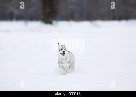 Laufen in den Schnee husky Welpen im Wald Stockfoto