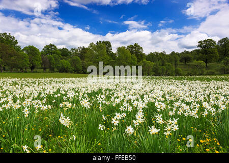 Bereich der Narzissen blühen im zeitigen Frühjahr Stockfoto