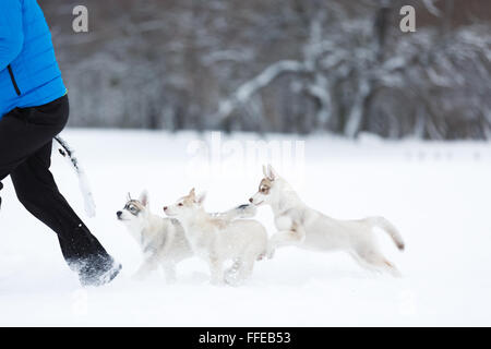 Der Mann spielt mit husky Welpen im Schnee Stockfoto