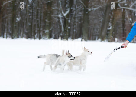 Der Mann spielt mit husky Welpen im Schnee Stockfoto