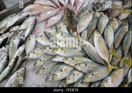 Frischer Fisch zum Verkauf in Metro Gaisano Supermarkt Ayala Center Cebu Philippinen Stockfoto