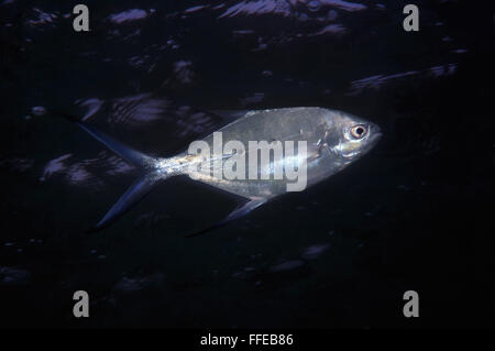 Smallspotted Pfeil, schwarz gefleckten Dart, Silber Pompano, Blackspotted Pompano oder Ladyfish (Trachinotus Baillonii) Stockfoto