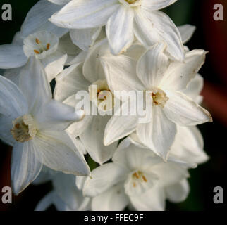 Narcissus Tazetta "Paperwhite" Haufen blühenden Narzissen, bauchige mehrjährige dekorative Pflanze mit weißen Blüten mit weißen corona Stockfoto