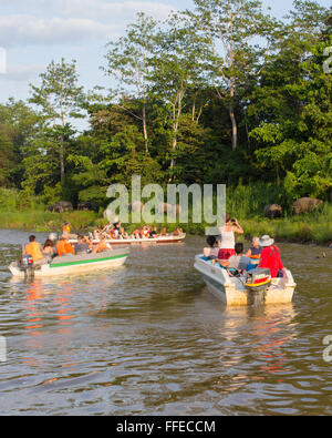 Touristen beobachten wild Bornesischen Pygmy Elefanten aus Boote auf dem Fluss Kinabatangan, Sabah, Malaysia Stockfoto