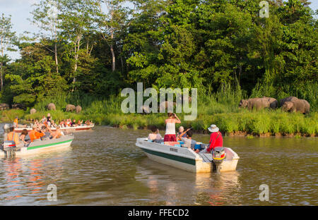 Touristen beobachten wild Bornesischen Pygmy Elefanten aus Boote auf dem Fluss Kinabatangan, Sabah, Malaysia Stockfoto