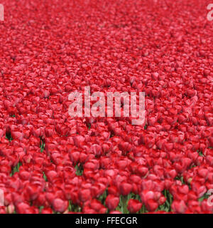 Tulpe Blume Hintergrund rote Tulpen Blumen Frühling in Niederlande Holland Stockfoto
