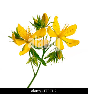 Frisch Heilpflanze Johanniskraut Johanniskraut Zweig Closeup mit gelben Blüten und Knospen, die isoliert auf weißem Hintergrund Stockfoto