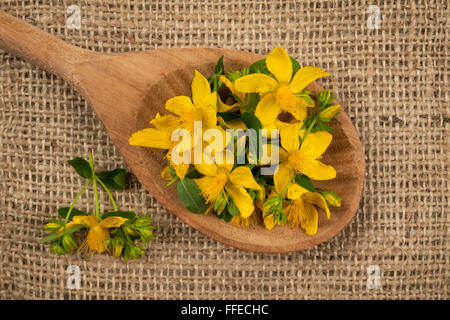 Frischen gelben Blüten der Heilpflanze Johanniskraut auf Holzlöffel, Sackleinen Hintergrund Stockfoto