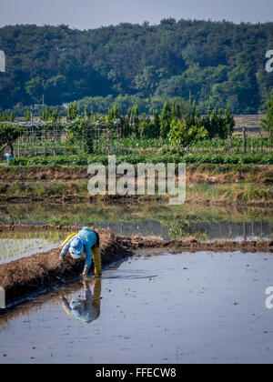 Eine Frau bereitet dem Reisfeld Pflanzung, ihr Bild im Wasser gespiegelt. Stockfoto