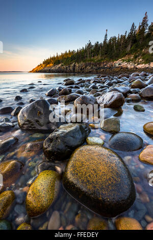 Felsen bei Sonnenaufgang am Jäger Strandbucht in Acadia Nationalpark, Mount Desert Island, Maine. Stockfoto