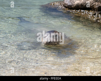 Mittelmeer-Mönchsrobbe entspannen am Meer Untiefen Stockfoto