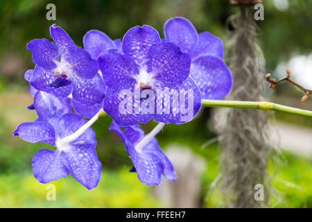 Schöne und bunte Orchideen im Garten. Stockfoto