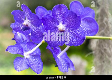 Schöne und bunte Orchideen im Garten. Stockfoto