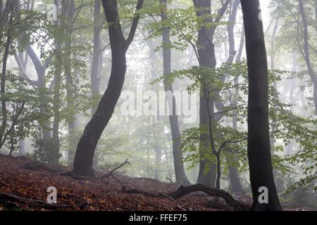 Europa, Deutschland, Nordrhein-Westfalen, in einem Wald bei Ruhrhoehenweg im Ardey-Gebirge in der Nähe von Witten. Stockfoto