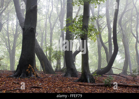 Europa, Deutschland, Nordrhein-Westfalen, in einem Wald bei Ruhrhoehenweg im Ardey-Gebirge in der Nähe von Witten. Stockfoto