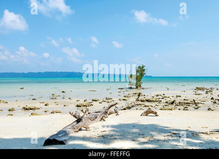 Umgestürzter Baum auf dem Meer Vijay Nagar Strand in Havelock Island, Andamanen, Indien Stockfoto