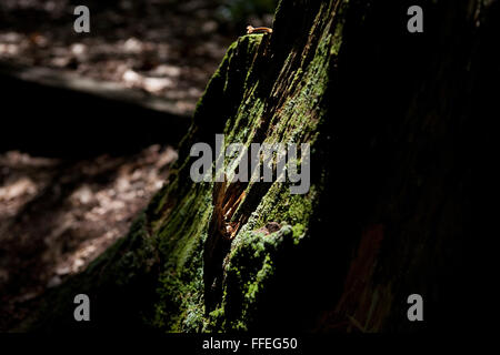 Grünes Moos am Baum in einem Wald Stockfoto