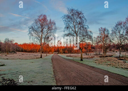 Sutton Park, Sutton Coldfield, West Midlands, UK Stockfoto